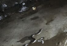 पावसाळ्यात कृषी उत्पन्न बाजार समिती परिसरात साप दिसणे नित्याचे; नियमित स्वच्छतेतून नागरिकांच्या सुरक्षिततेला मिळू शकते बळ